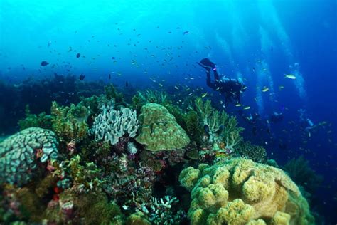 cebu snorkeling|THE 10 BEST Cebu Island Scuba Diving & Snorkeling .